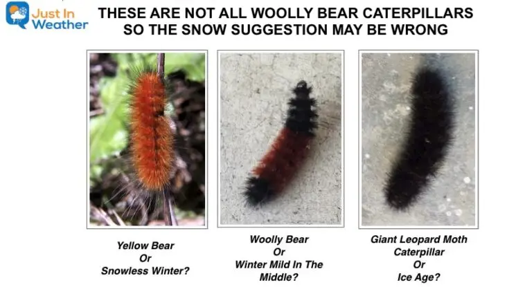 Woolly Bear Caterpillars And Imposters For Winter Weather Folklore