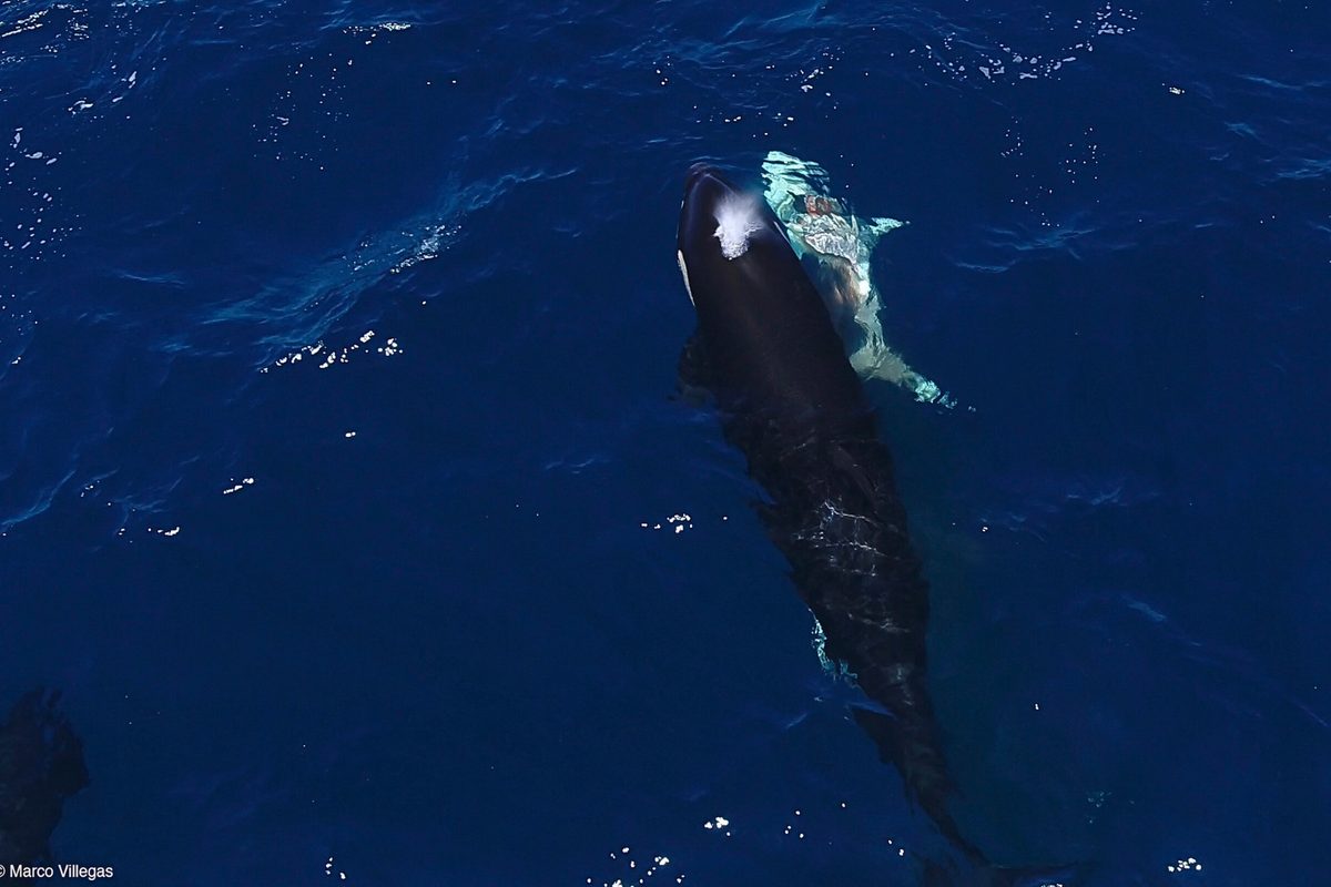  Orcas filmed paralysing and eating great white sharks in the Gulf of California