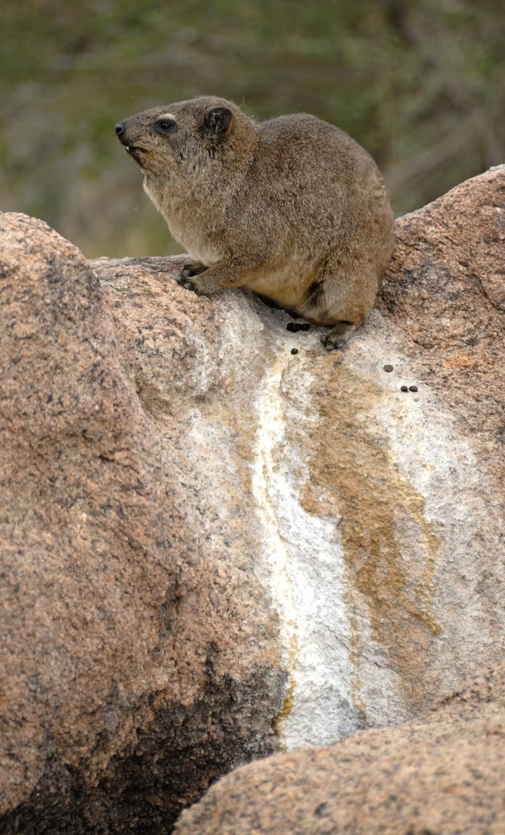 a photo of a hyrax urinating on a rock with streaks coming down it