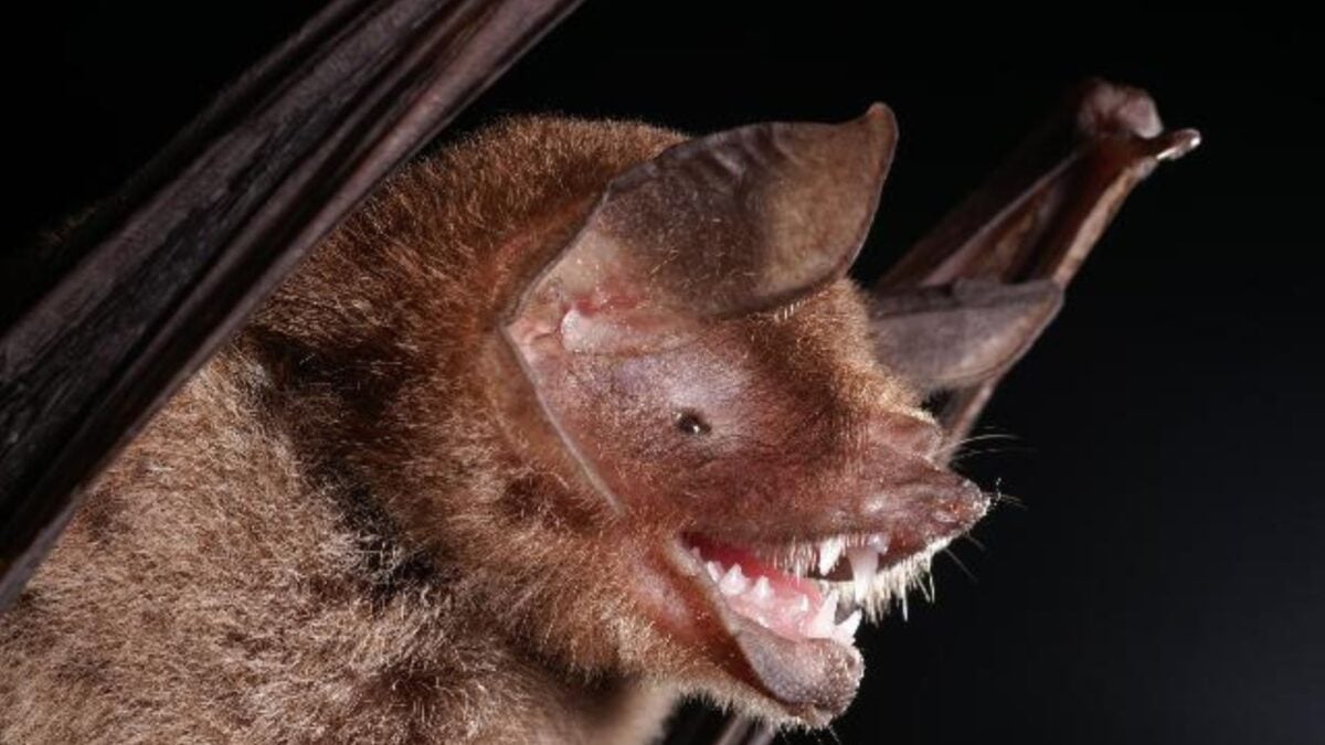  Scientists Detect New Bat Virus That Looks Alarmingly Like Covid-19