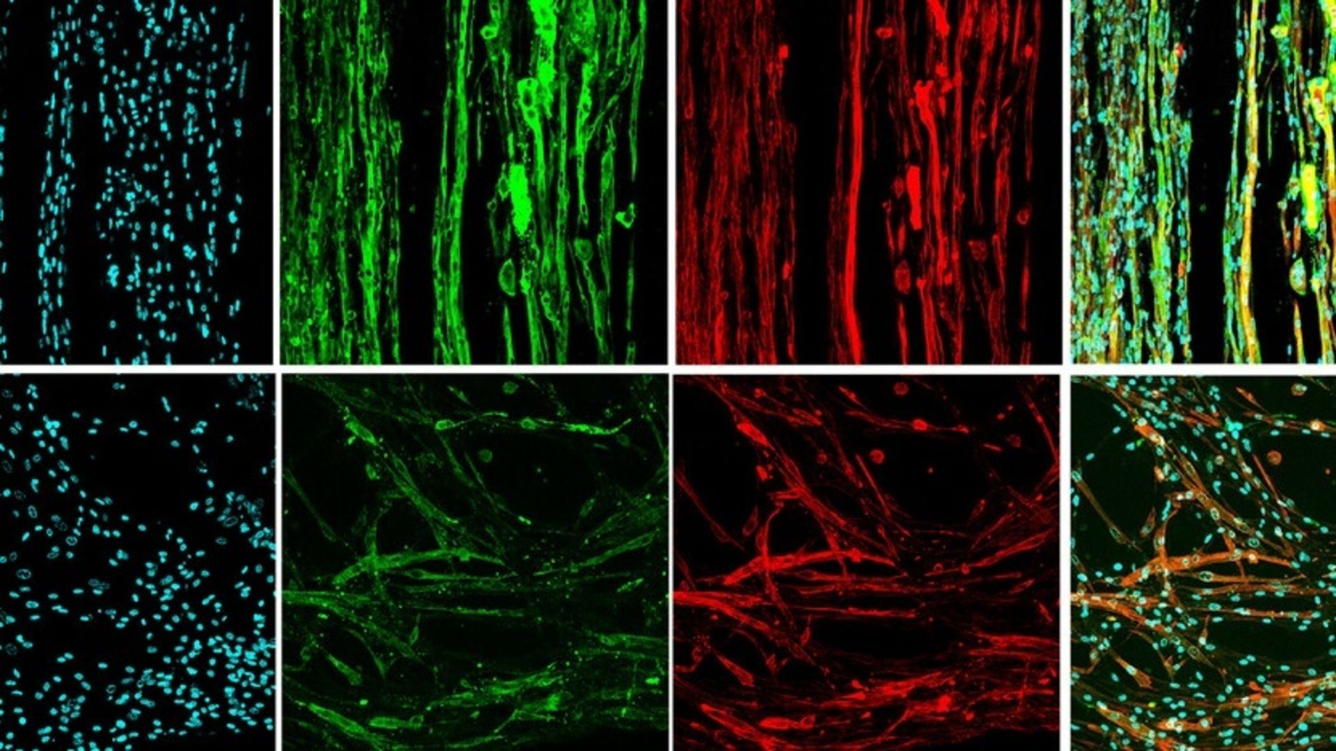  Scientists 3D printed muscle tissue in microgravity. The goal is to make human organs from scratch