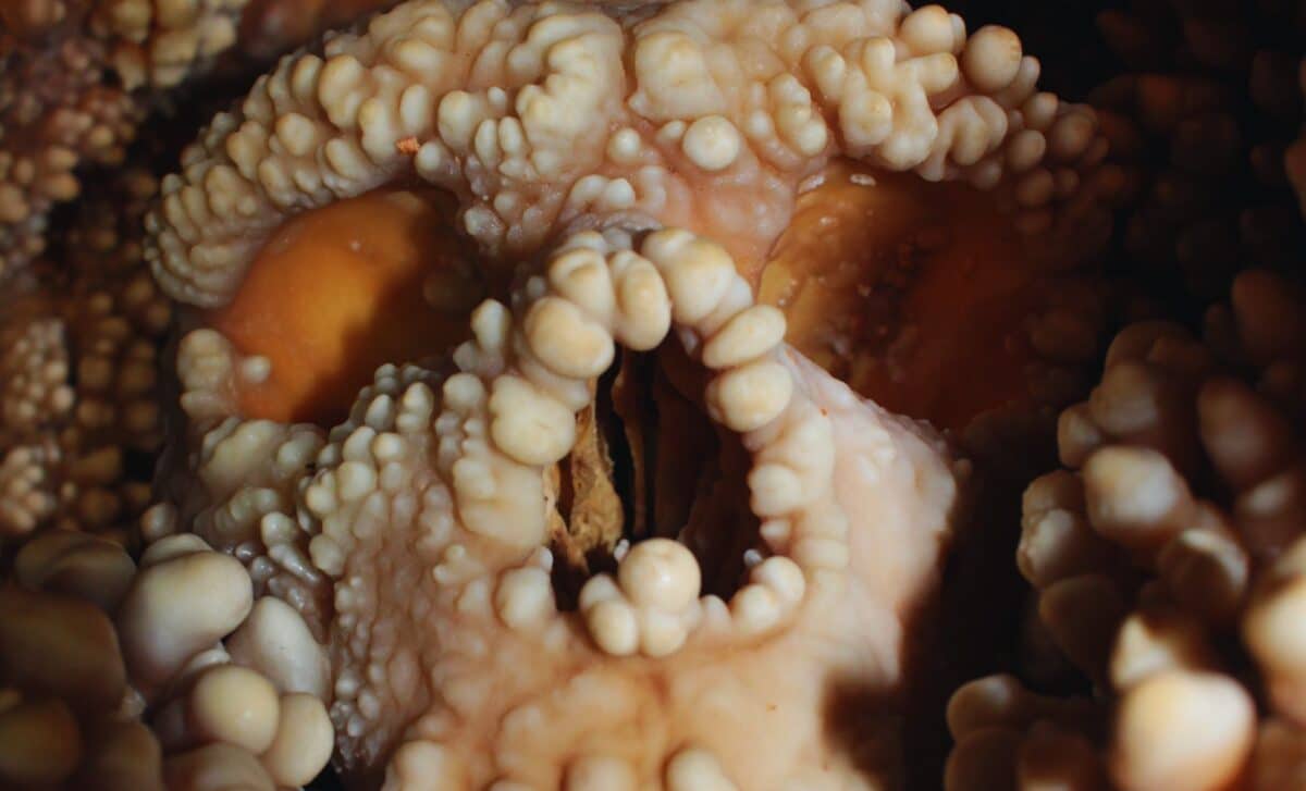  Scientists Just Found a Neanderthal’s Skull with Its Nose in Perfect Condition