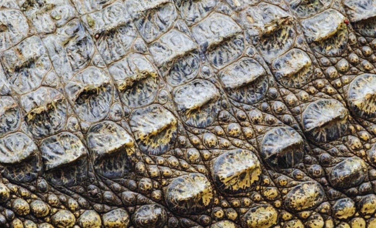  Scientists Uncover the Oldest Skin Ever Found in an Oklahoma Cave — It’s Over 290 Million Years Old