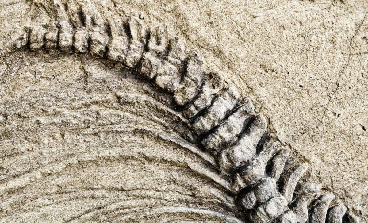  Scientists Unearthed a Dinosaur So Heavy and So Big, It Cracked the Road