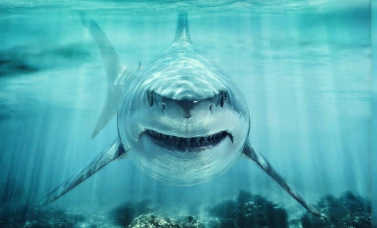  Scientists Unearthed an Enormous Shark Fossil That Dominated Oceans in Dinosaur Times