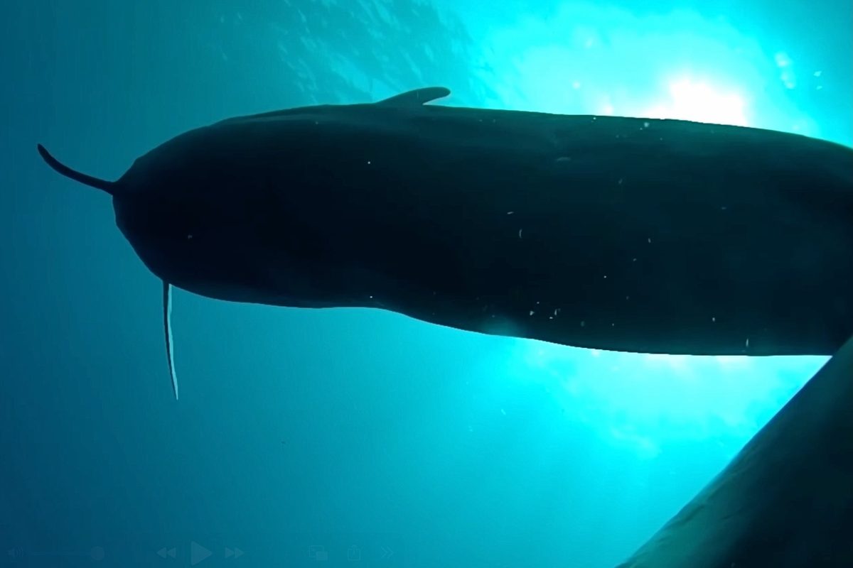  Researchers tag 8 pilot whales in Hawai’i then follow them into the darkness. What they find is “unbelievable”