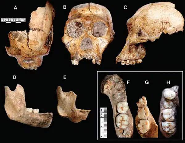 Skull And Dental Features Of Au. Sediba