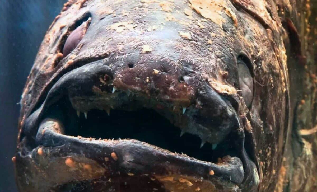  Believed Extinct Since the Age of Dinosaurs, Prehistoric Fish Caught Alive on Camera for the First Time by Scientists