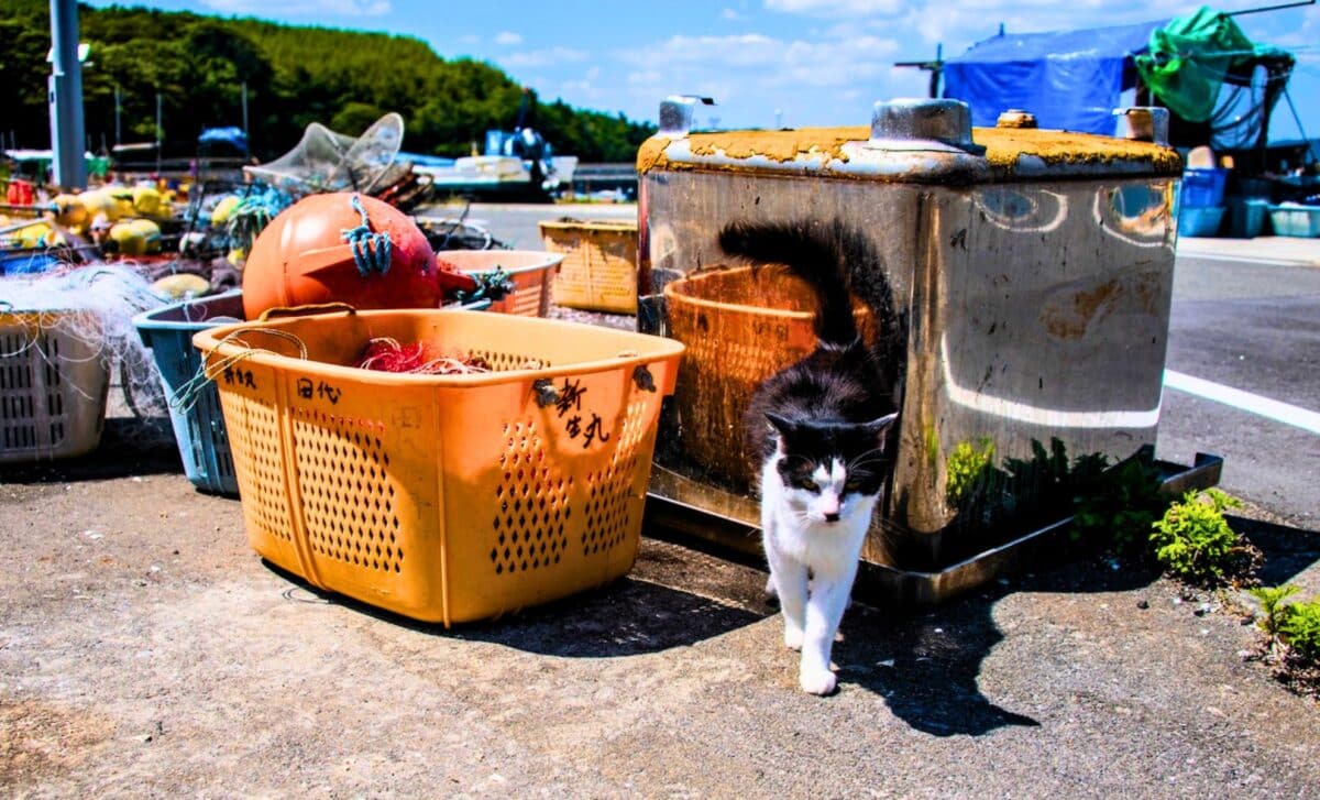  They Removed 131 Cats From an Island—What Happened to the Ecosystem Next Defied All Scientific Logic