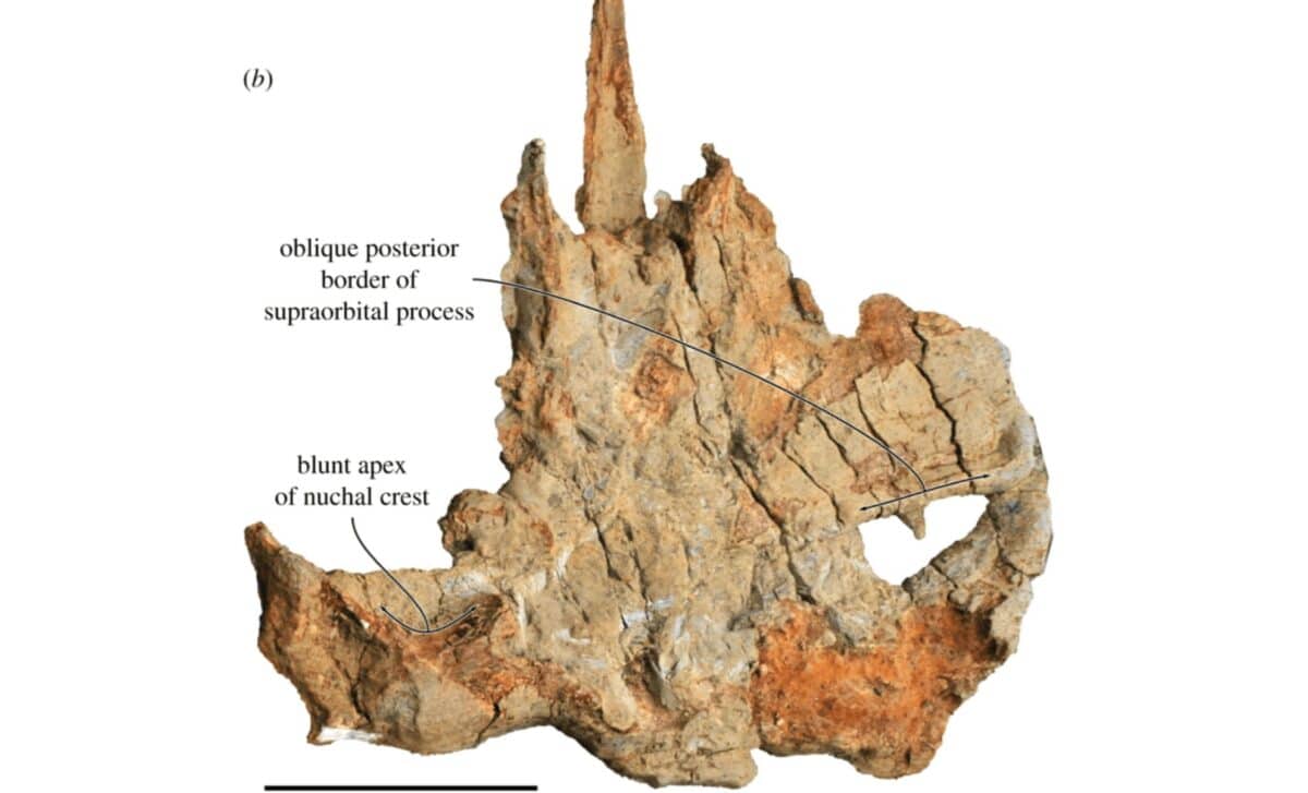 The Fossil’s Skull Seen From Above