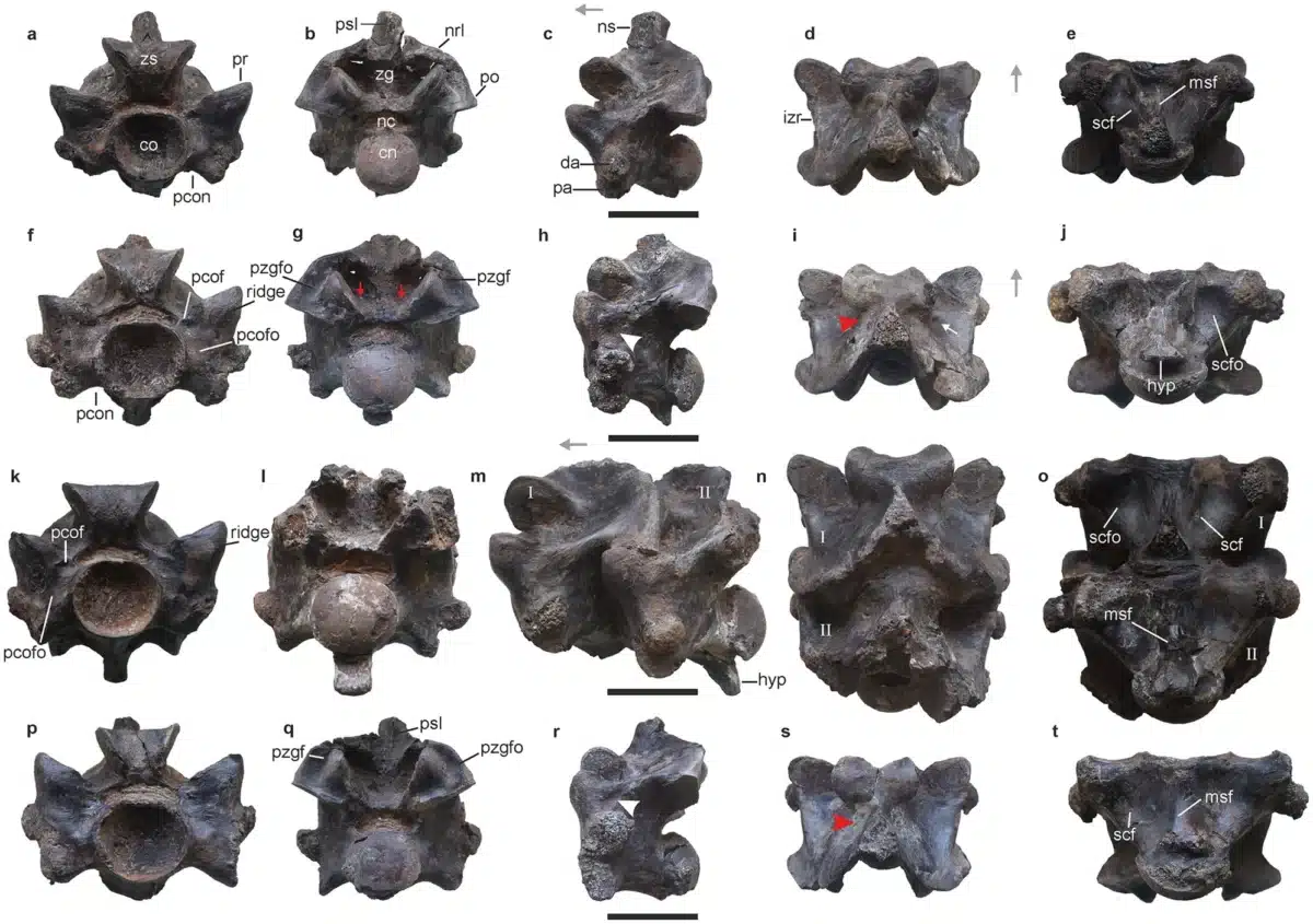 The Image Shows Various Fossilized Vertebrae Of A Prehistoric Serpent