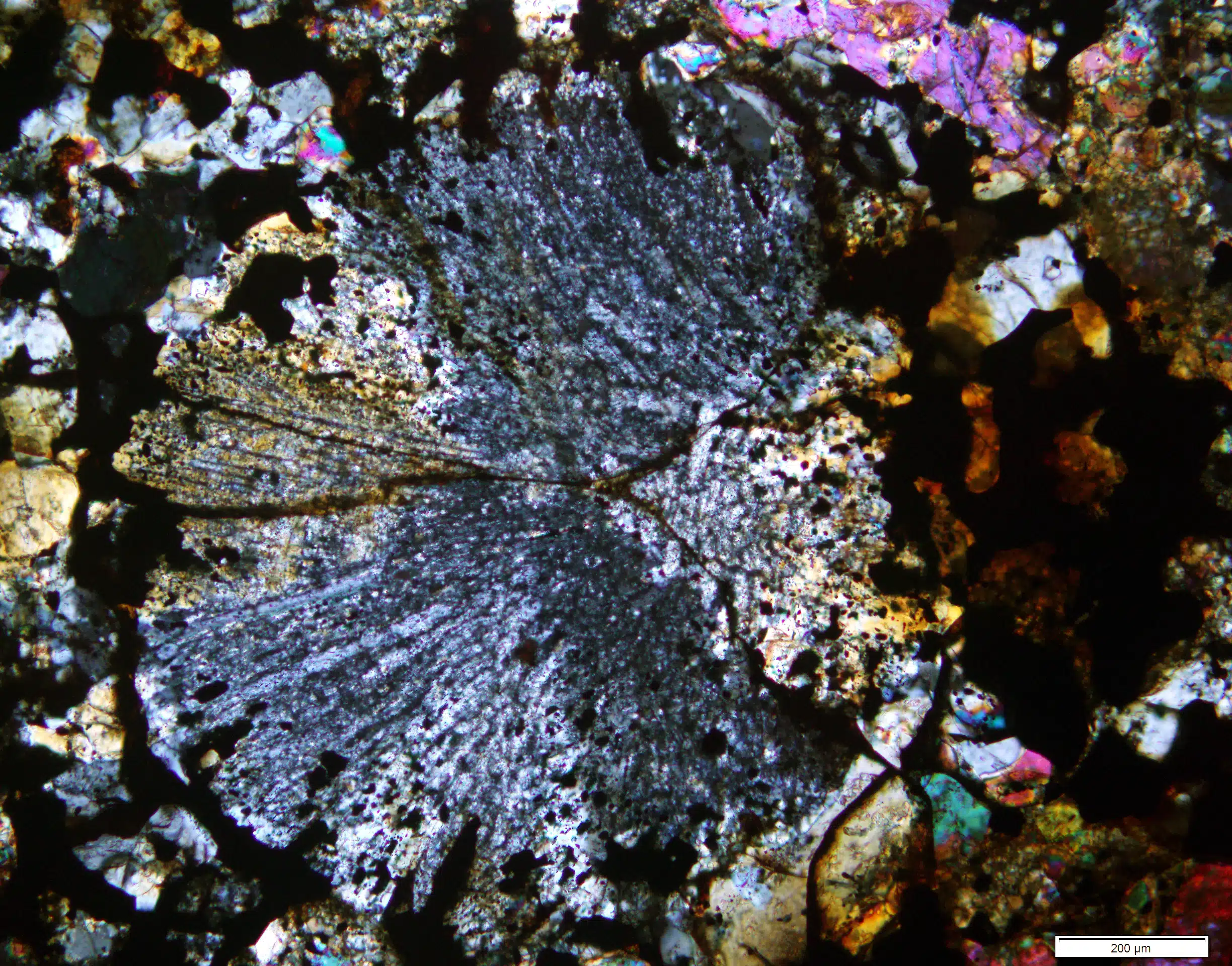 The Photo Shows A Radial Pyroxene Chondrule From The Maryborough Meteorite, Displayed With Fragments And An Identification Label.