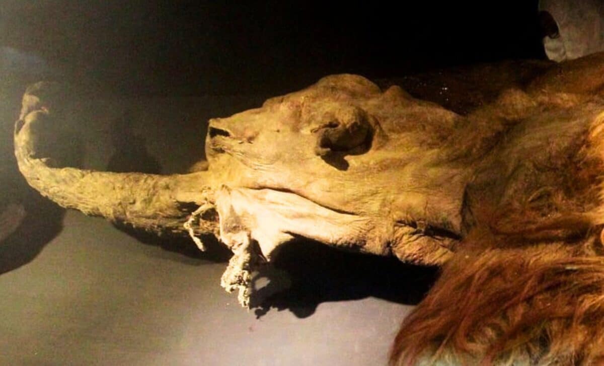  Ancient Molecule Found in a 40,000-Year-Old Mammoth Pushes Extinct Species Closer to Genetic Revival