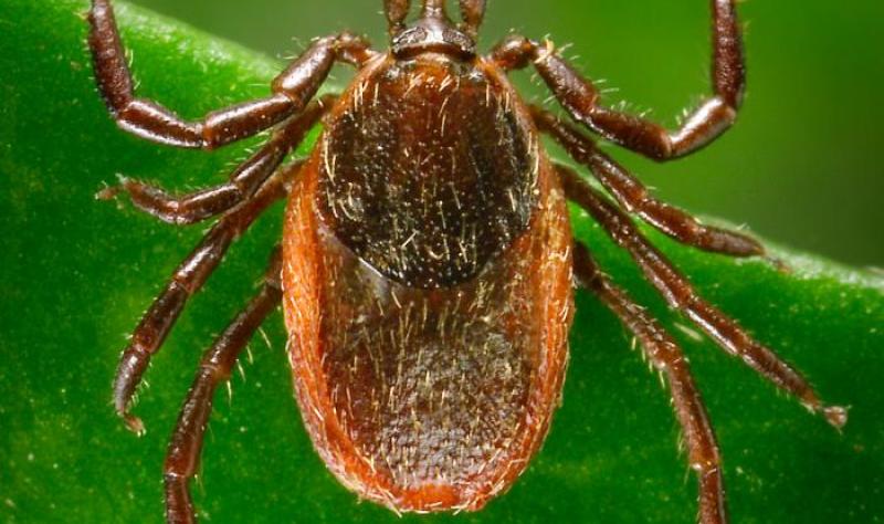  New test promises faster, more accurate Lyme disease diagnosis, researchers say