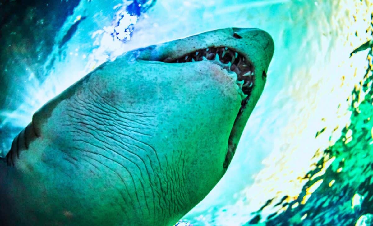  Trapped for 325 Million Years, Two Strange Sea Monsters Resurfaced From the Depths of the Earth’s Longest Cave