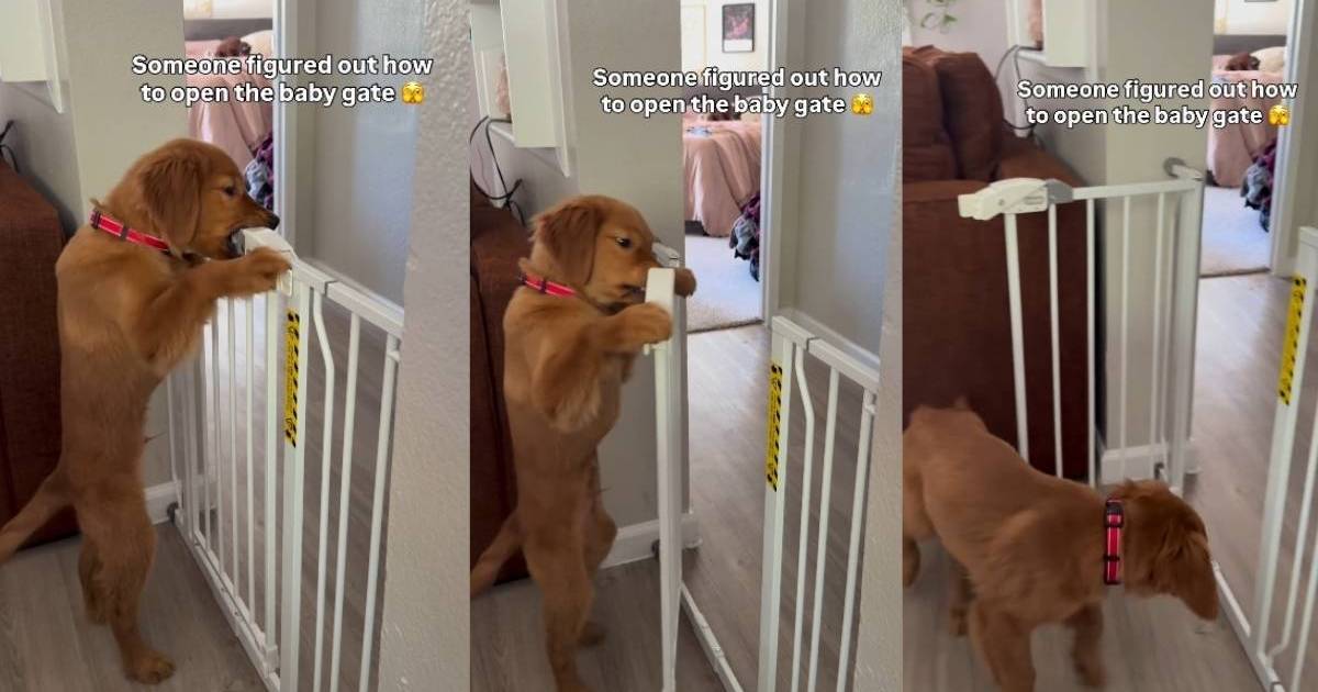  Golden Retriever Puppy Figures Out How to Unlock Baby Gate in Cute Video