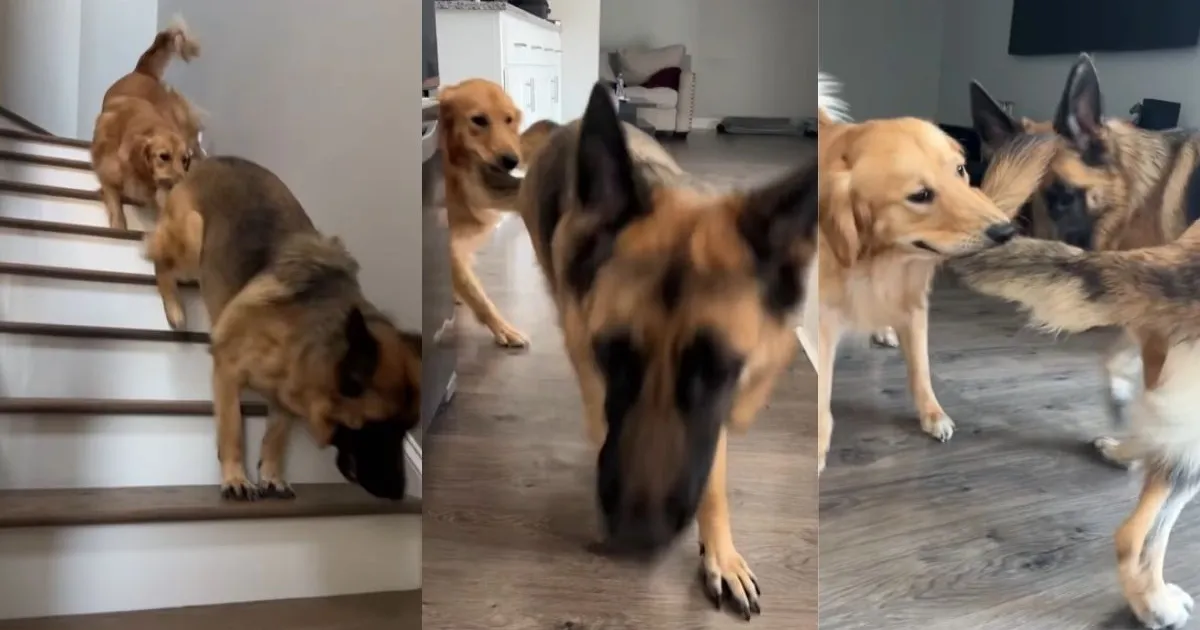  Golden Retriever’s ‘Morning Shenanigans’ Include Holding Onto His Buddy’s Tail