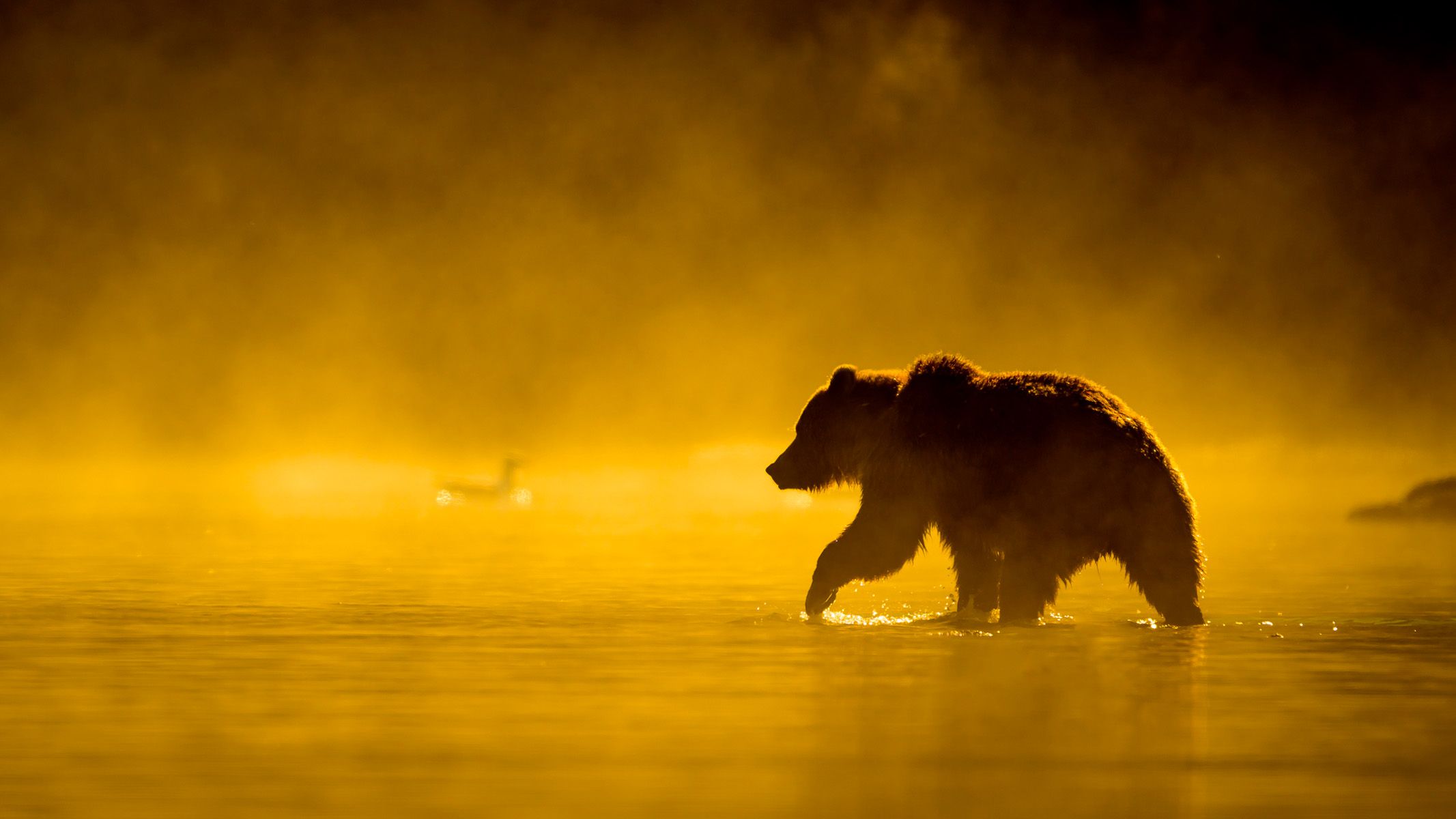  Latest science news: Roman roads | Bear attacks | Comet 3I/ATLAS updates