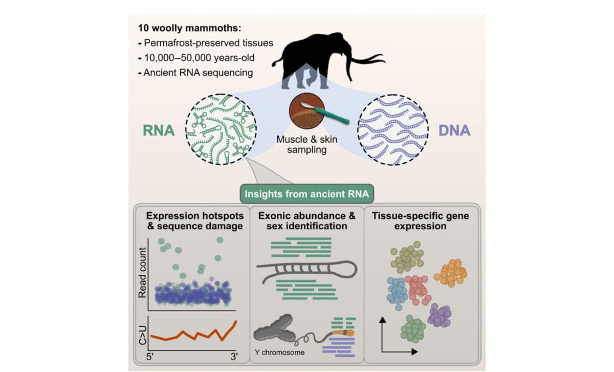 A Graphic Illustration Shows How Rna Was Extracted From 10 Woolly Mammoths