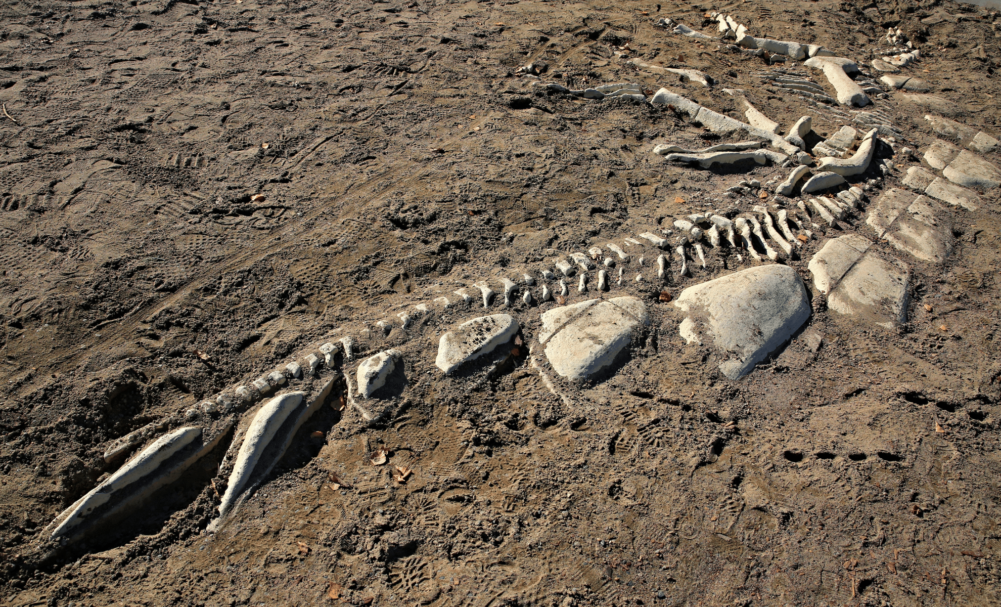  Rare Fossil of Ancient Jurassic Predator Unearthed in England