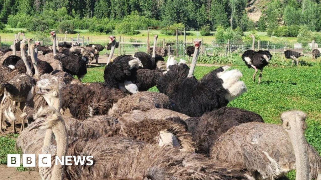  Appeal to stop ostrich cull dismissed by Canada’s top court