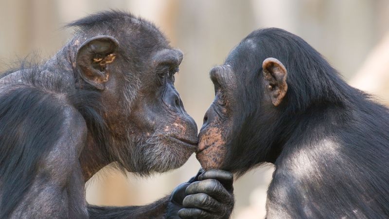  Kissing on the lips may have evolved 21 million years ago, new study suggests