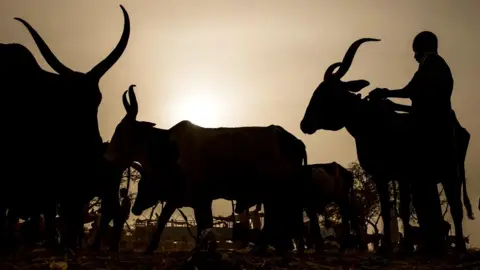 AFP/Getty Images A Fulani man in silhouette in northern Nigeria tending cattle with long horns.