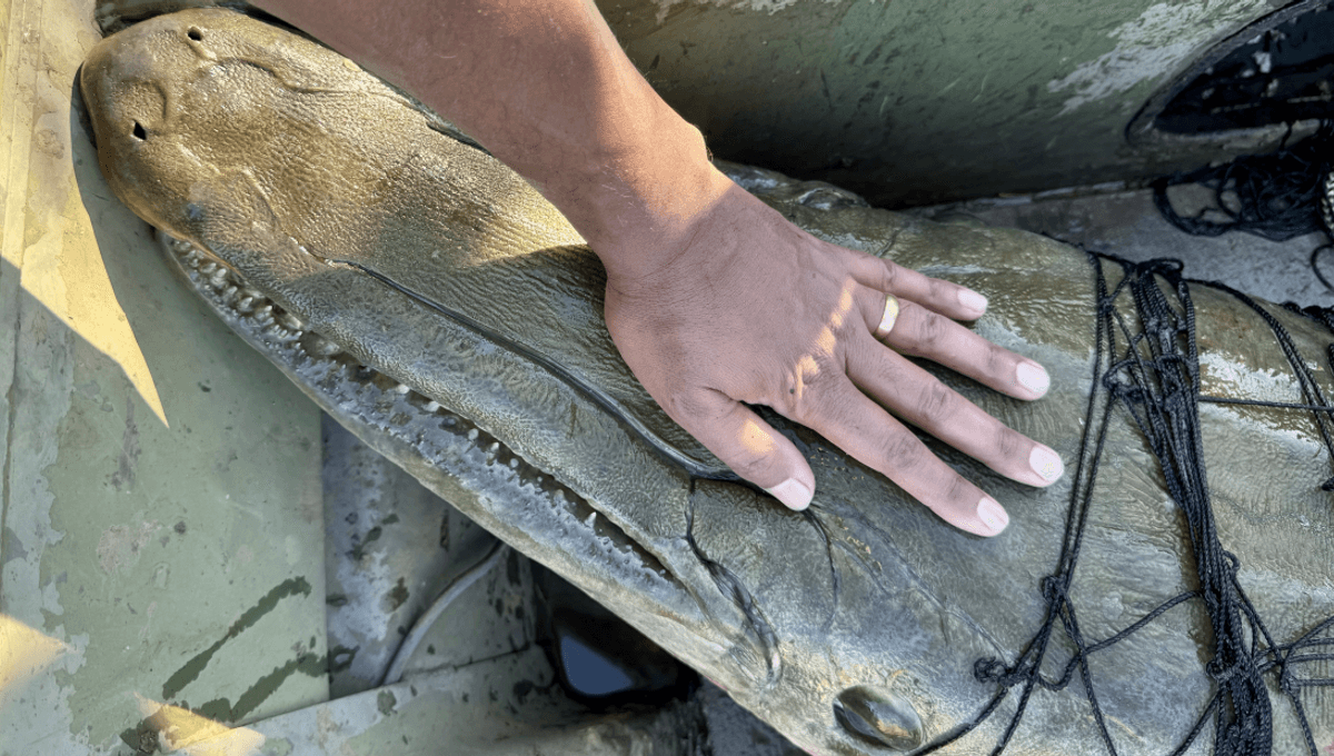  “Behold The GARLIATH!”: Scientists Catch (And Release) 136-Kilogram Alligator Gar Over 7 Feet Long