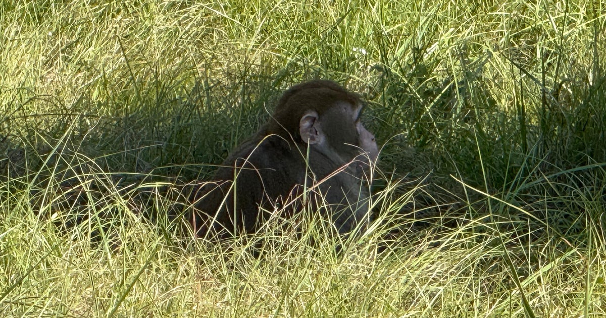  Mississippi woman kills escaped monkey, fearing for her children’s safety