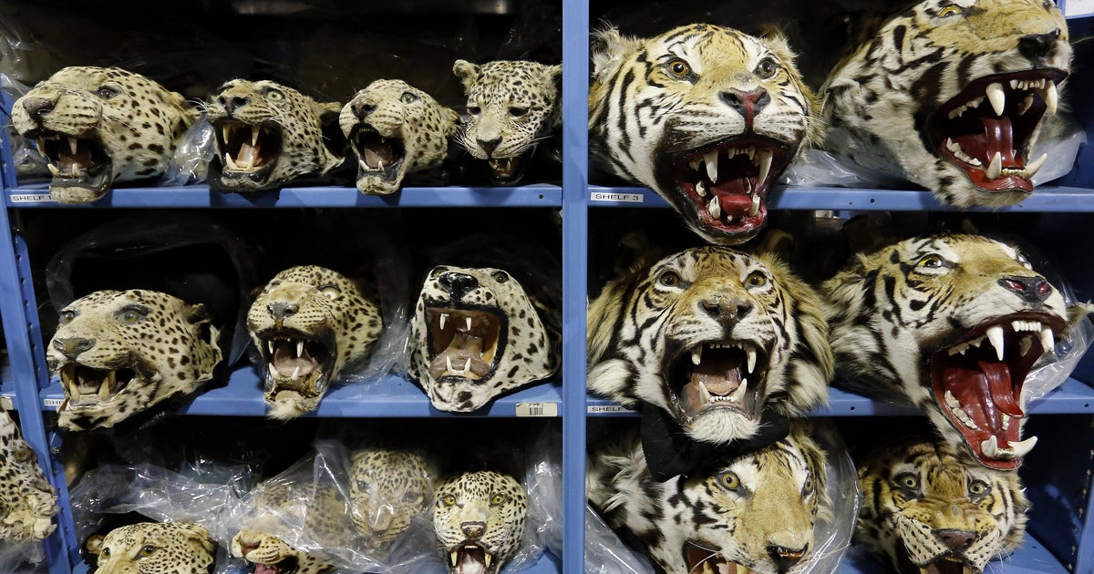  9 tigers seized every month as global trafficking crisis decimates big cat populations, report says