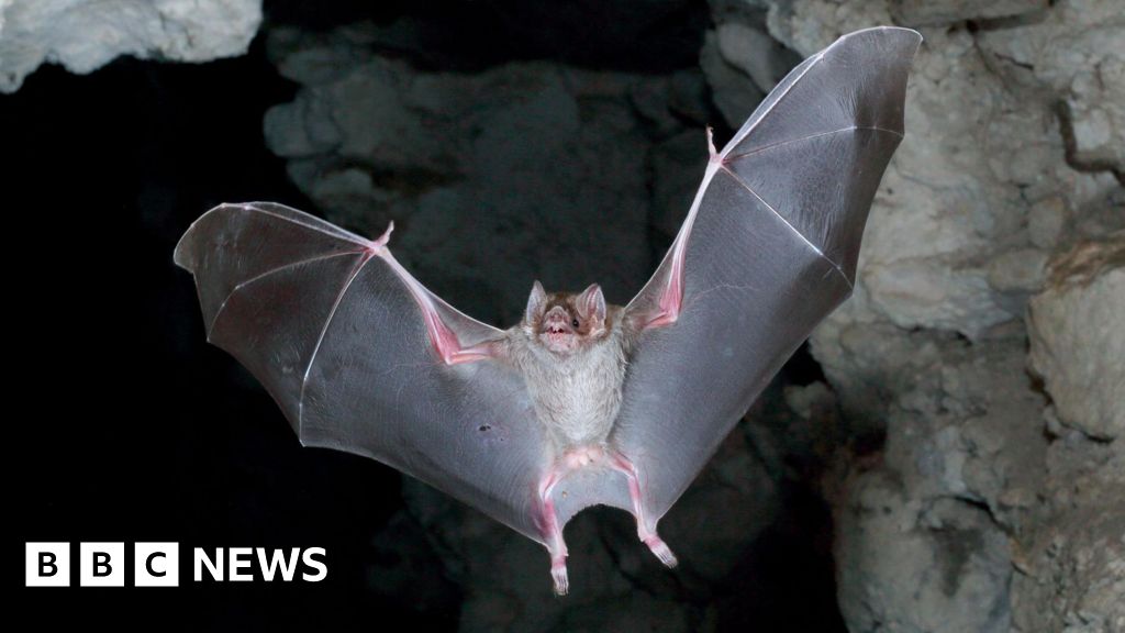  Scottish scientists tackle vampire bat rabies threat in Amazon