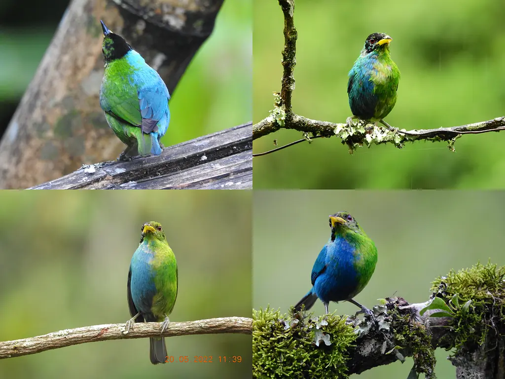 A bird, green honeycreeper, showing bilateral gynandromophic coloration