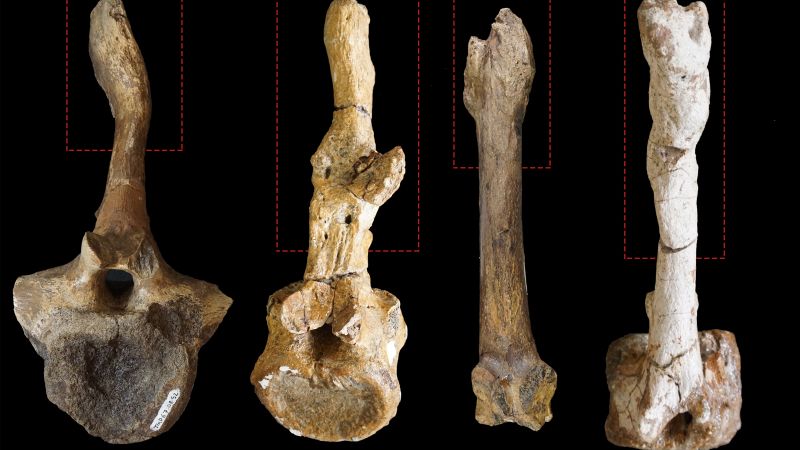  Mating-related injuries may reveal dinosaurs’ sex