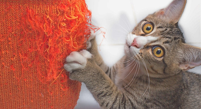 cat scratching furniture