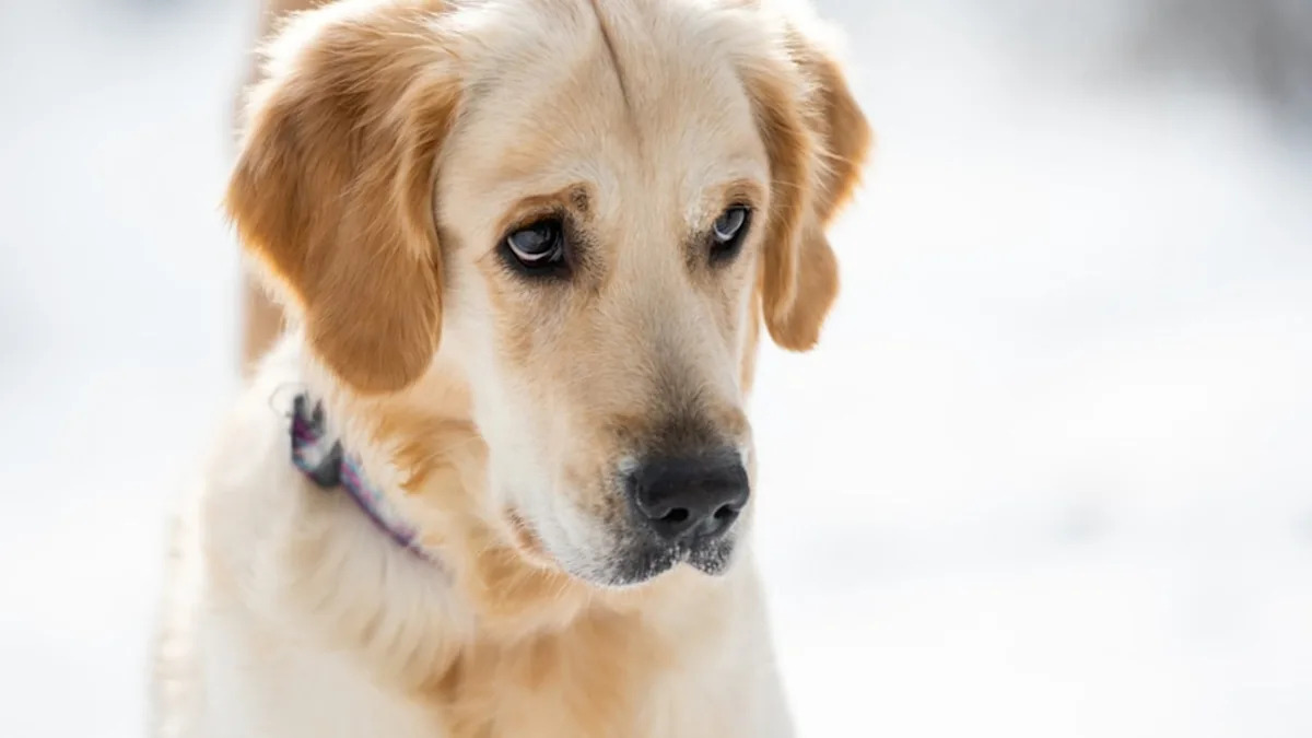  Golden Retriever’s ‘Guilty’ Face Leaves Nothing to the Imagination