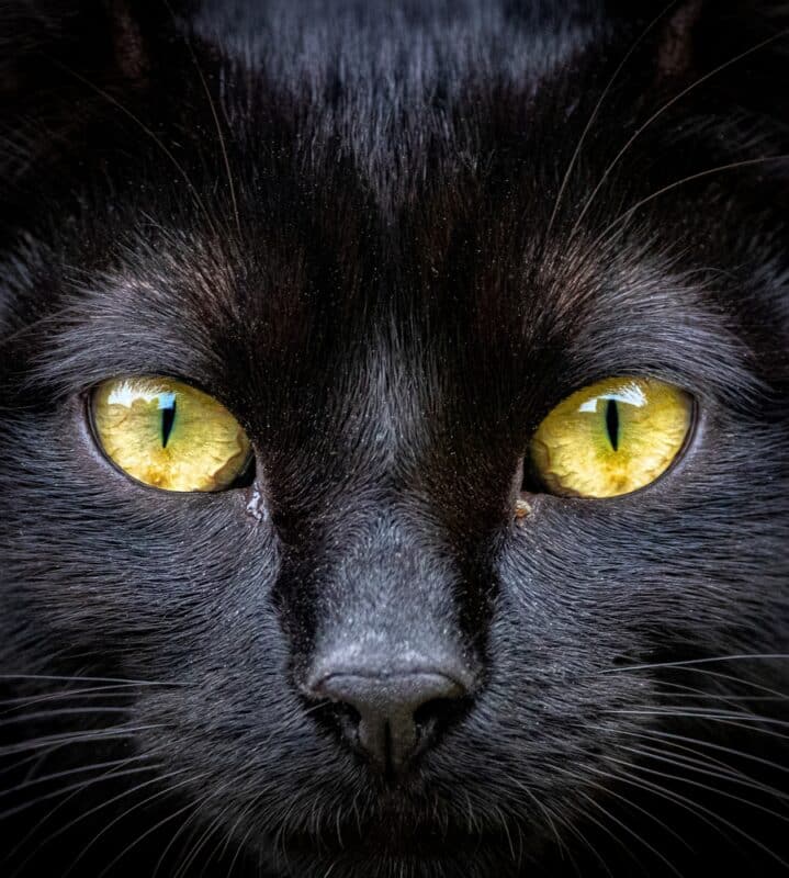 Closeup Crop Of A Black And White Cat Face