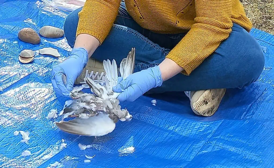 Credits: Mariana Nabais