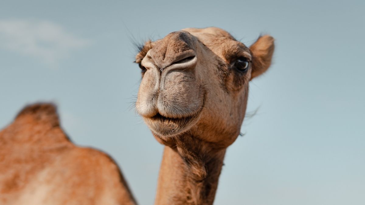  A Unique Protein in Camels And Llamas May Protect The Brain From Alzheimer’s : ScienceAlert