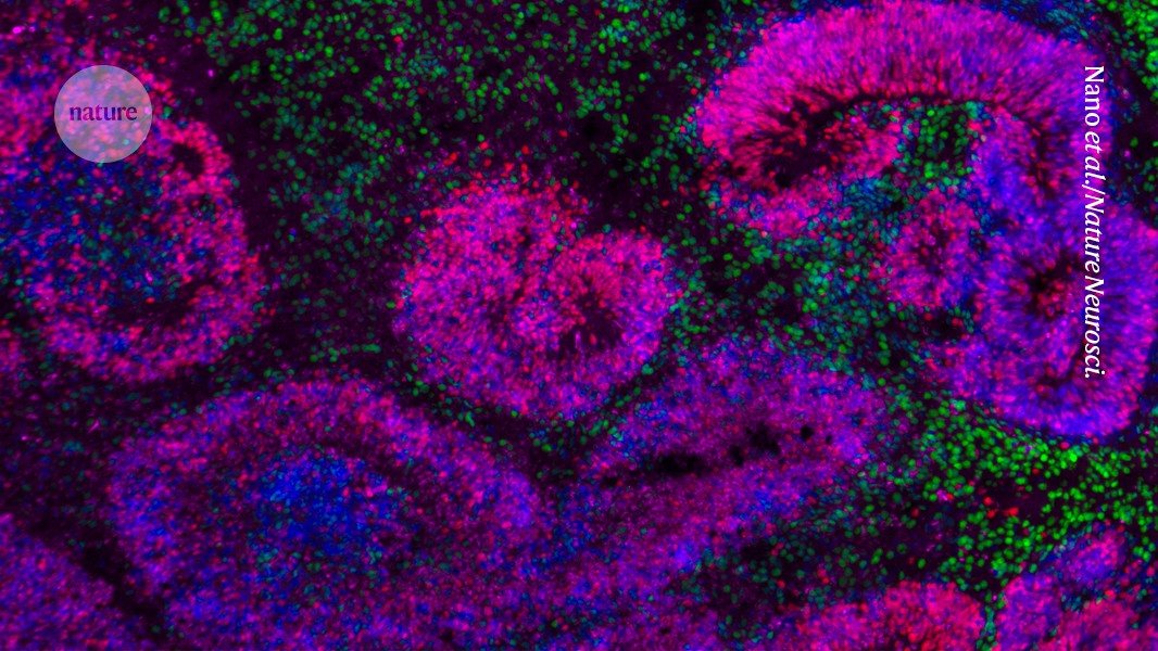  First ever atlas of brain development shows how stem cells turn into neurons