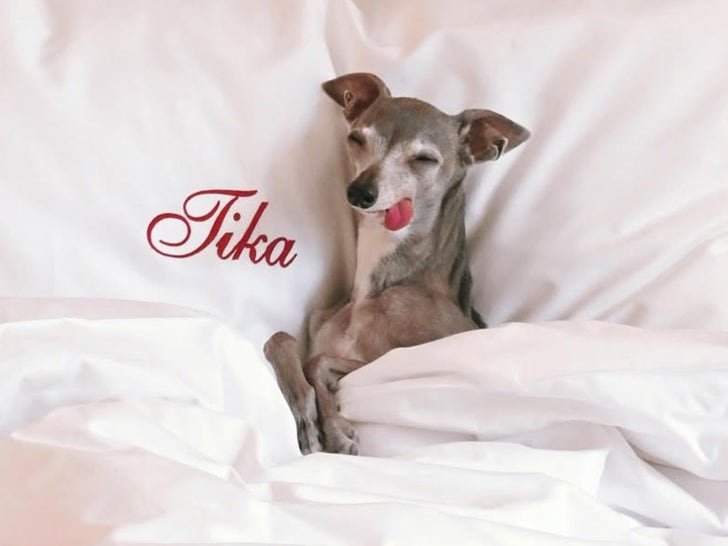 1104-Remembering-Tika-The-Iggy-Sub2