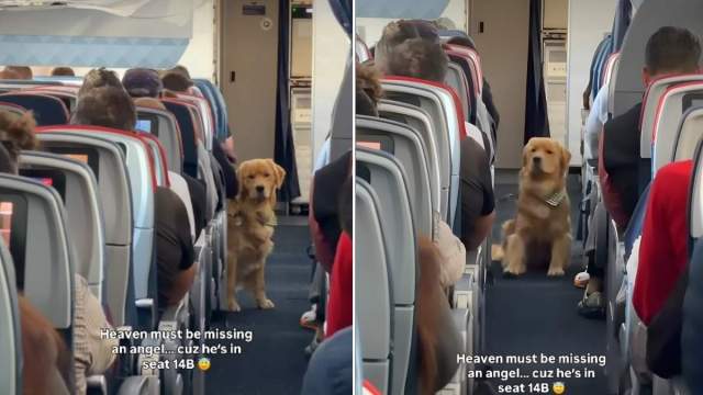 This Golden Retriever Is the ‘In-Flight Entertainment’ You Need