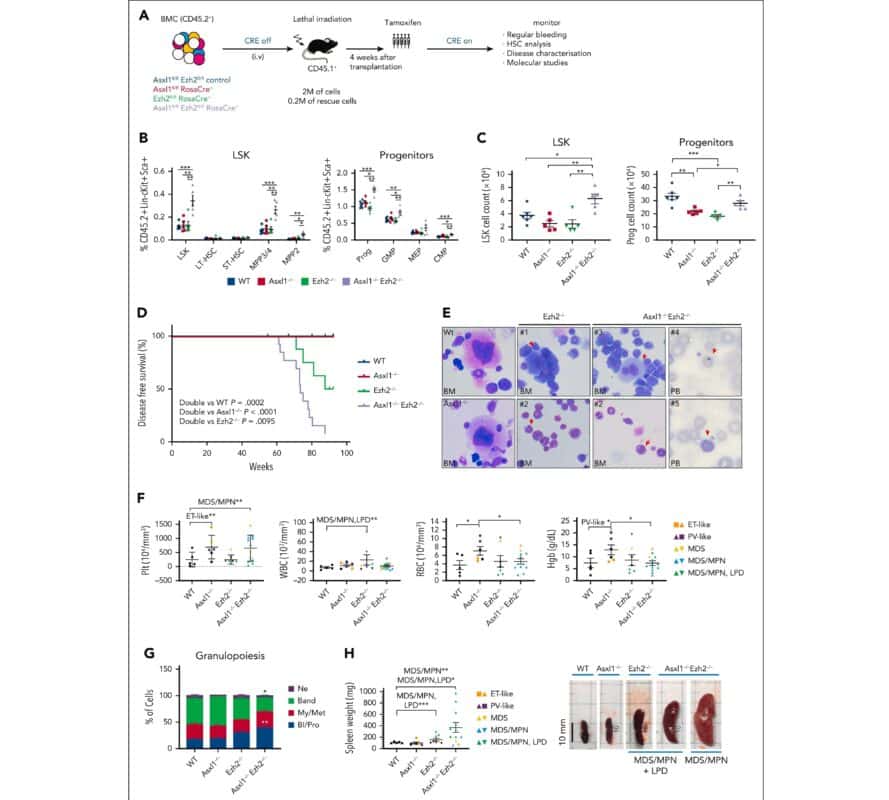 Dko Of Asxl1 And Ezh2 Leads To The Development Of Myelodysplastic Disorders With High Penetrance. (a) Schematic Diagram Of The Primary Transplantation Experiment. (b) Percentages Of Lsk, Myeloid P