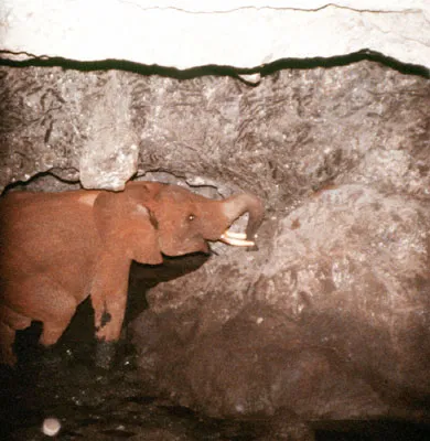 Elephants licking salt from the walls