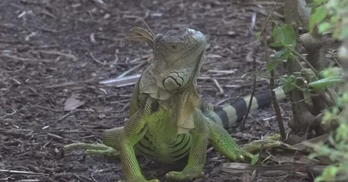  South Florida dad pivots careers after son gets salmonella from iguana; health experts share warning