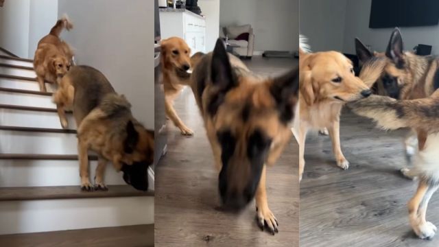  Golden Retriever’s ‘Morning Shenanigans’ Include Holding Onto His Buddy’s Tail