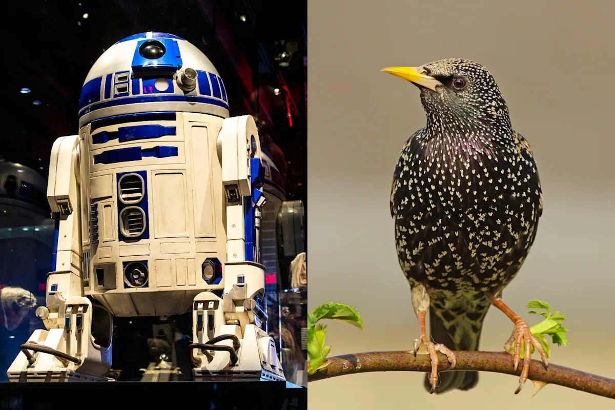  These Birds Learned to Tweet Like R2-D2. Listen to the Uncanny Results