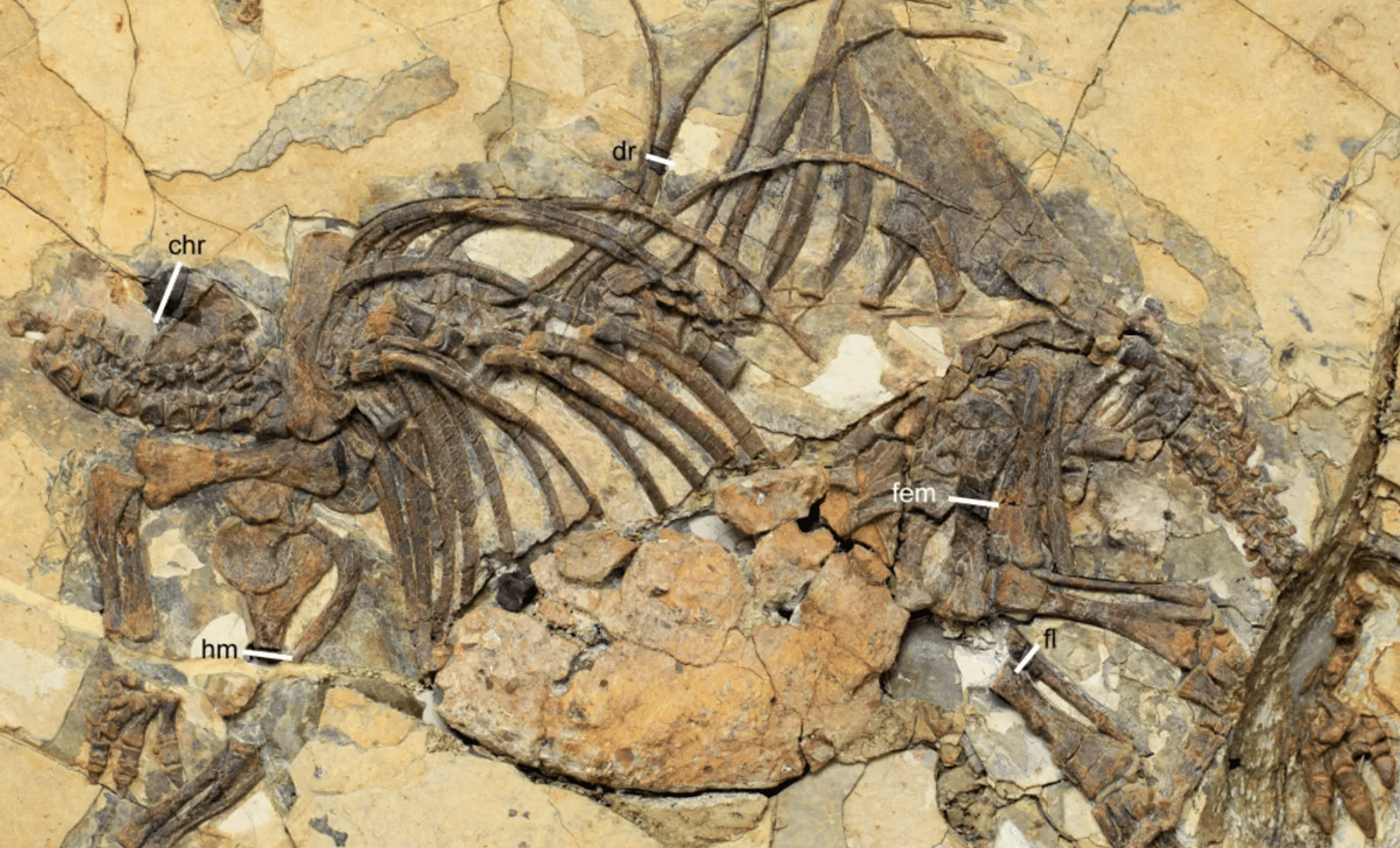  First Ever ‘Baby Dinosaur’ Fossil Discovered in China Stuns Scientists!