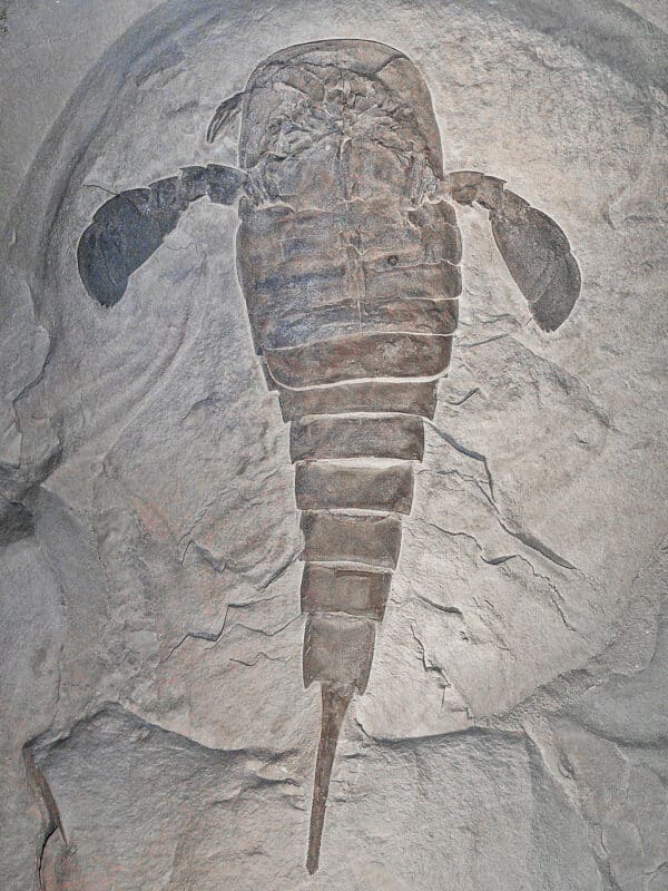 Fossil Specimen Of Eurypterus Remipes Housed At The State Museum Of Natural History Karlsruhe In Karlsruhe, Germany
