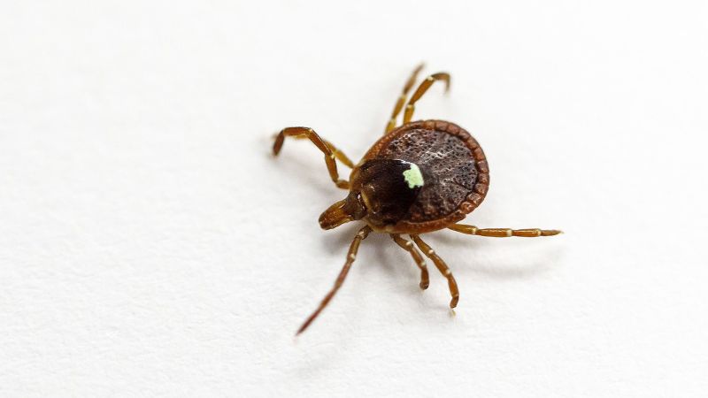  New Jersey man is first known death from meat allergy triggered by tick bites
