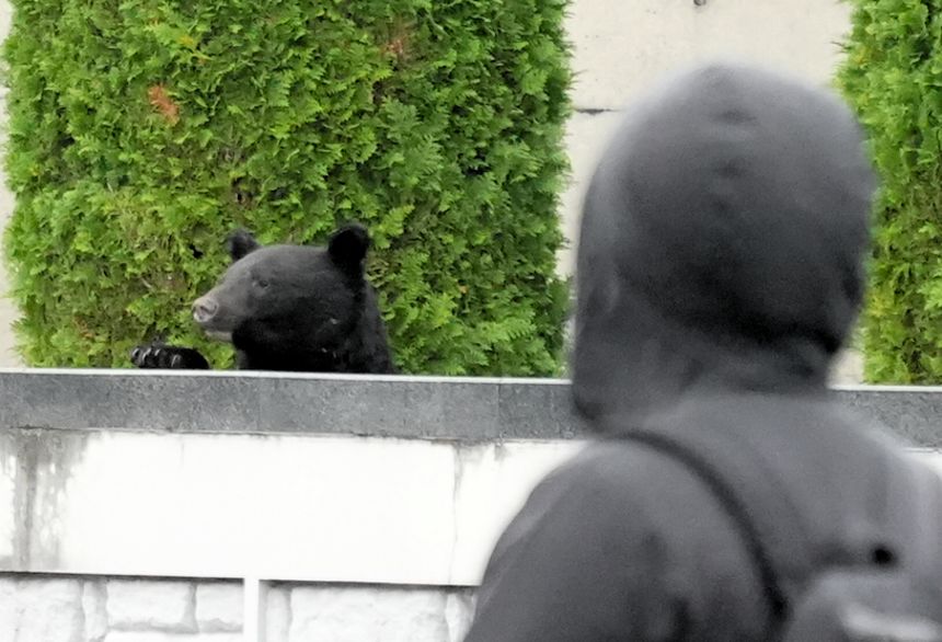A bear was spotted on the premises of the Hara Kei Memorial Museum and was captured shortly afterward on October 20, 2025 in Morioka, Iwate, Japan.